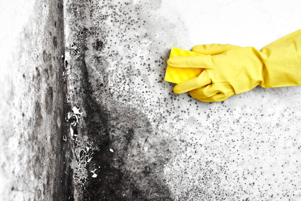 Best Local Mold Removal Service  in Indian Hills, TX