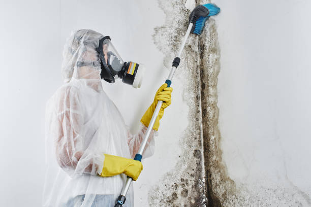 Best Mold Damage Repair  in Indian Hills, TX