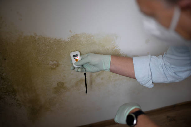 Best Emergency Mold Removal  in Indian Hills, TX