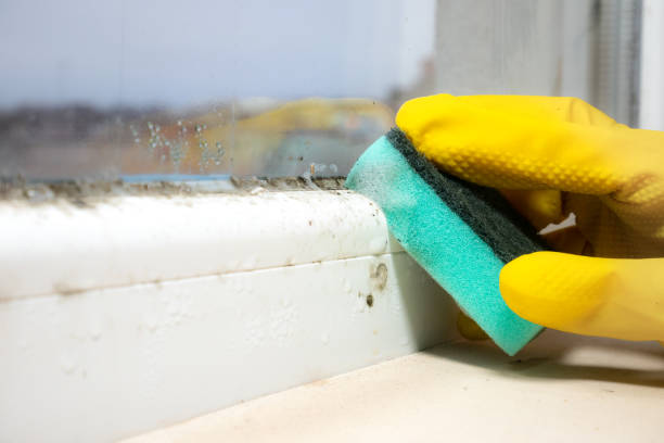 Best Professional Mold Removal  in Indian Hills, TX