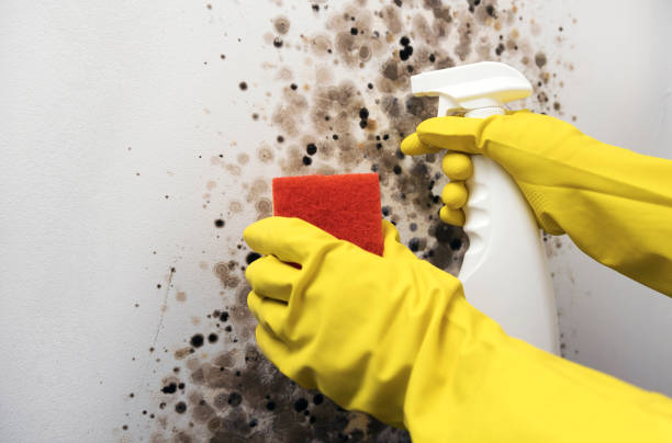 Best Certified Mold Removal  in Indian Hills, TX