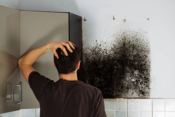 Best Mold Removal Company Near Me  in Indian Hills, TX